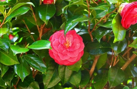 Camellia flowers are fairly flavourless but make a great garnish that’s safe to eat