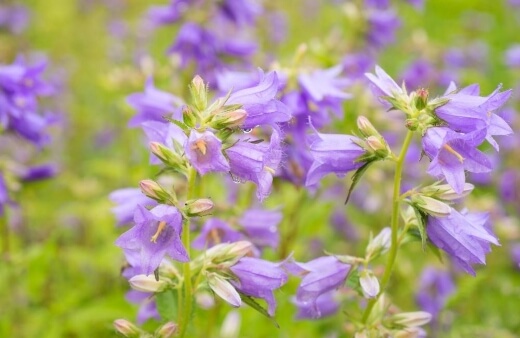 Campanula flowers are a great way to get into edible flowers as their abundant blooms can be harvested to encourage more flowers later in the season