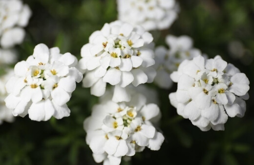 Candytuft have an unusual but pleasant sweet brassica flavour, similar to steamed sprouting broccoli