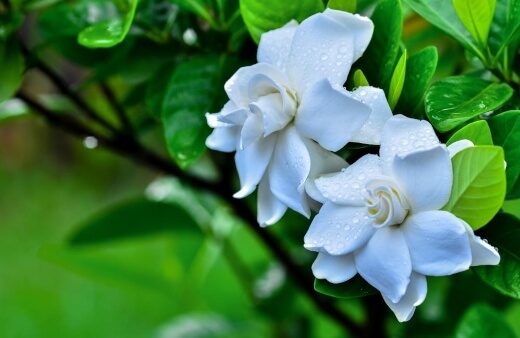 Cape jasmine produces masses of edible flowers whose flavour mirrors their sweet aroma