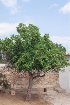 Caring for Fig Trees