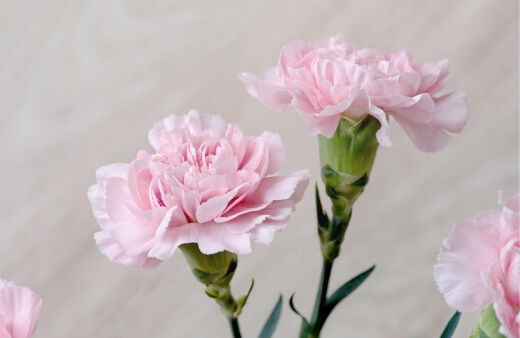 Carnations are the iconic lapel flowers with a delicate spicy fragrance that makes them incredibly popular as cut flowers