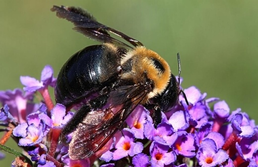 Carpenter bees are almost completely limited to NSW and WA as they require warmer climates to thrive