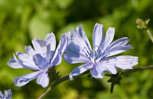 Chicory makes an excellent addition to drinks and pickles as a replacement for celery