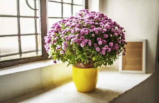 Chrysanthemums contain pyrethrum, a common ingredient in most insect repellents