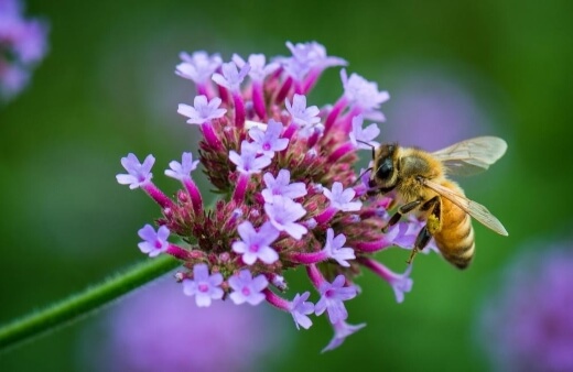 Common Bees in Australia