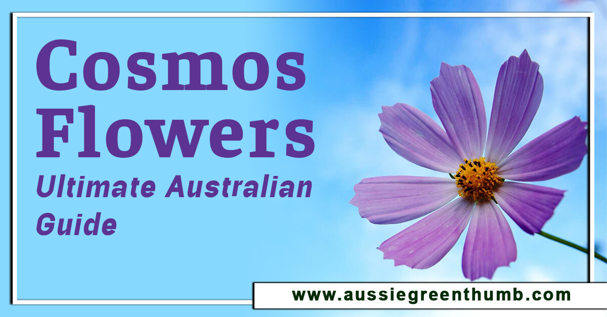 Cosmos flowers – Ultimate Australian Guide