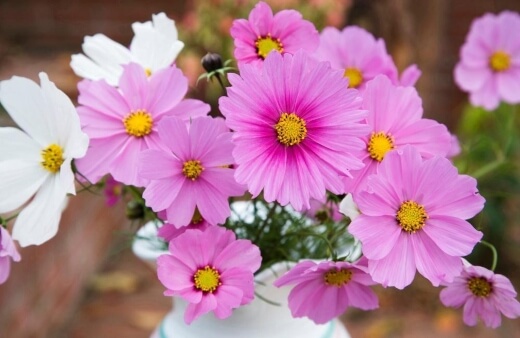 Cosmos flowers are Mexican natives that are easy to grow and love bright, sunny areas