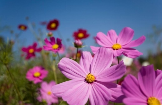 Cosmos flowers are not demanding and are actually quite hardy