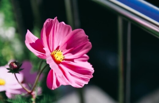 Cosmos flowers are quite self-sufficient in terms of nutrients and feeding this plant should be a case of less is more.