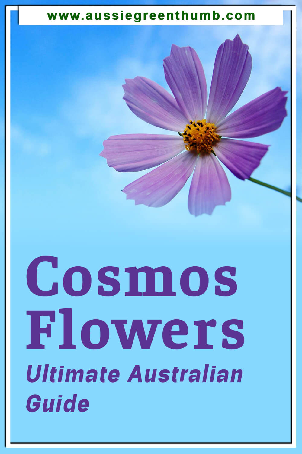 Cosmos flowers – Ultimate Australian Guide