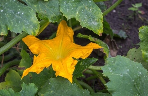 Courgette flower hold nectar at their base before they begin to form fruits