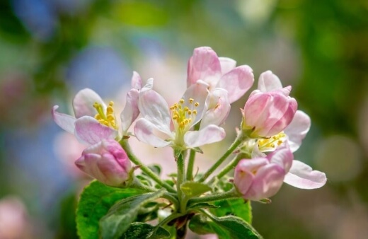 Crab apple have edible flowers