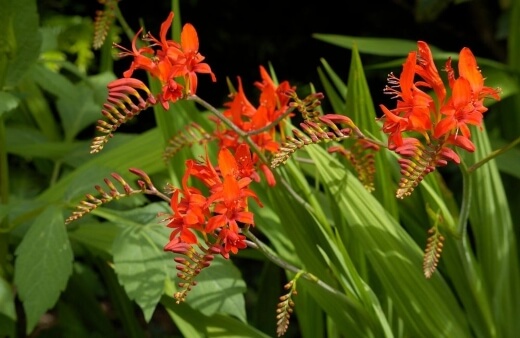 Crocosmia flowers are edible but flavourless