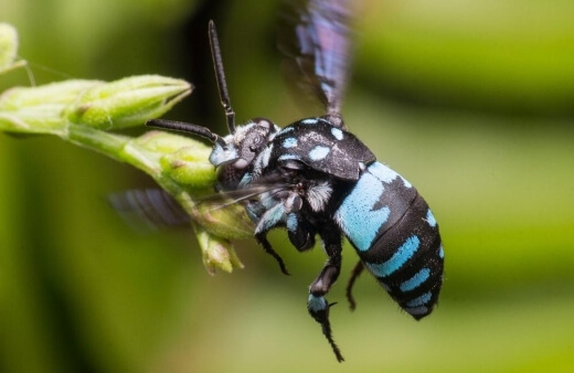 Cuckoo bees aren’t a species in their own right, but cover a range of species from other genera