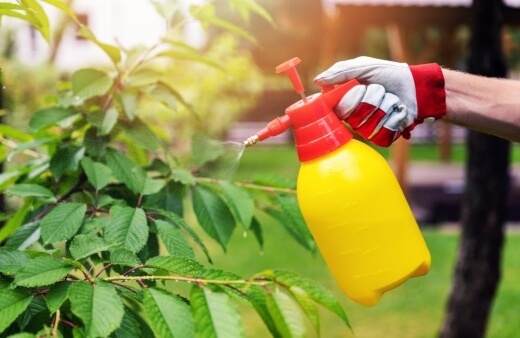 DIY Insecticides