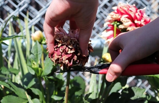 Deadheading dahlias to promote more flowers