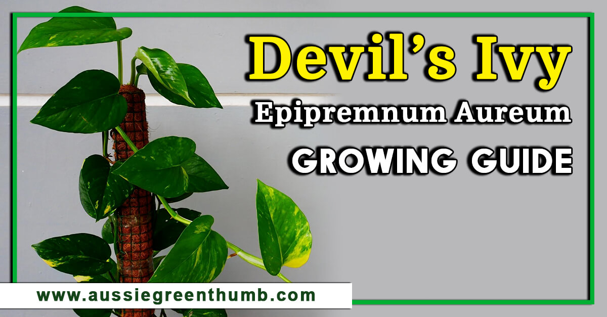 Devil’s Ivy Epipremnum Aureum Growing Guide