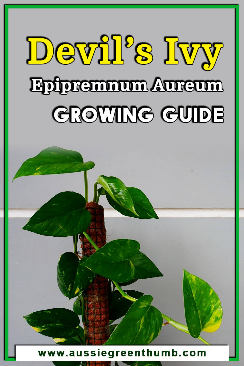 Devil’s Ivy Epipremnum Aureum Growing Guide