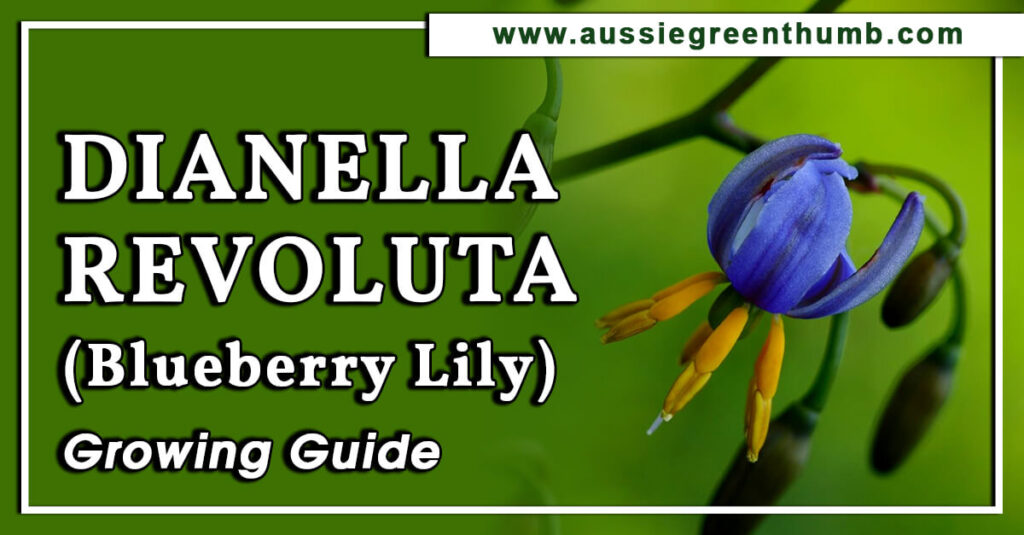 Dianella Revoluta (Blueberry Lily) Growing Guide