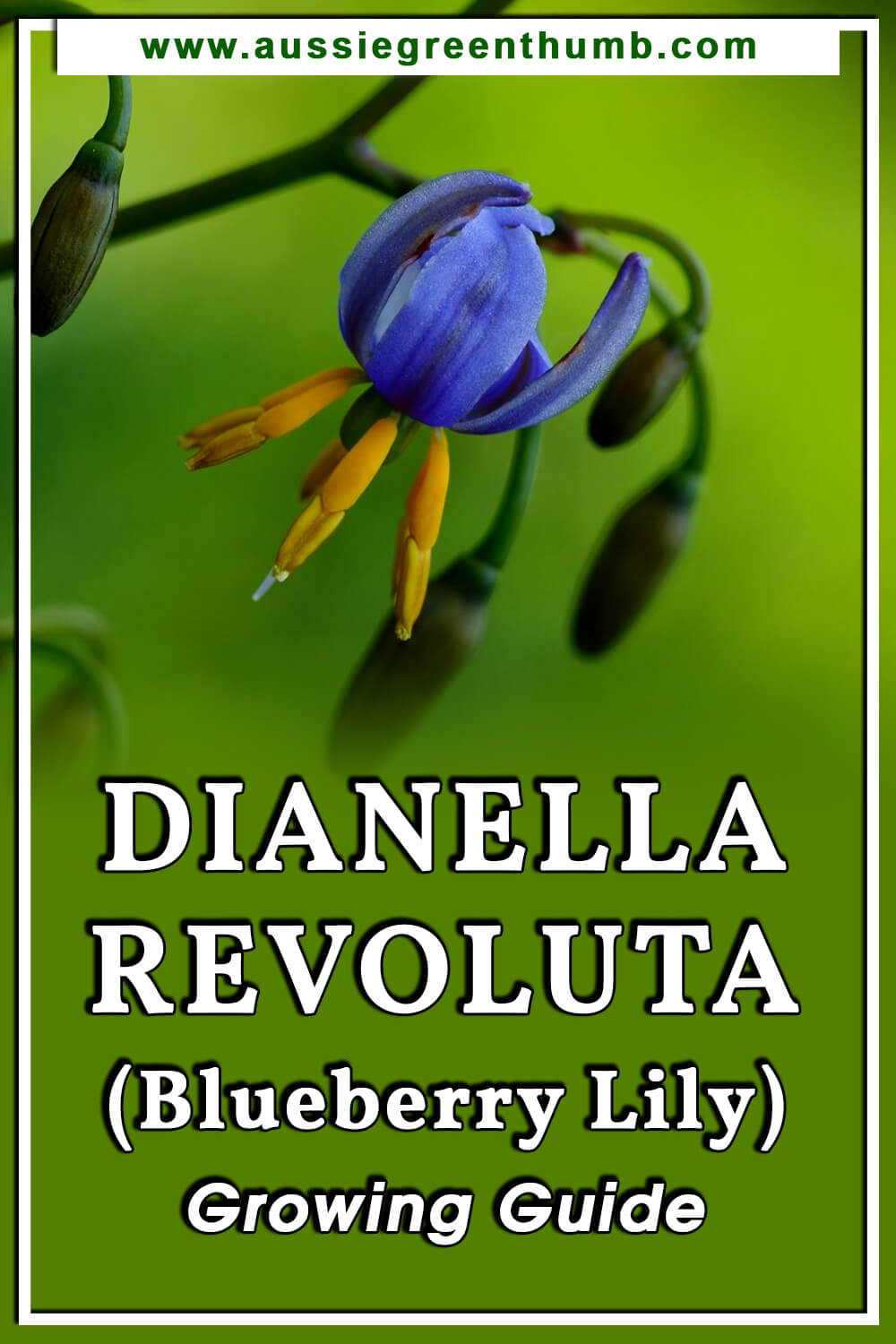 Dianella Revoluta (Blueberry Lily) Growing Guide