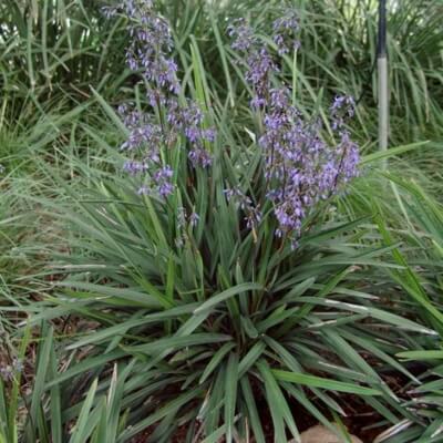 Dianella caerulea, also known as Paroo lily, this plant is widespread throughout Tasmania, Victoria, NSW and Queensland