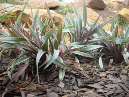 Dianella prunina features more colourful foliage and a spreading growth habit