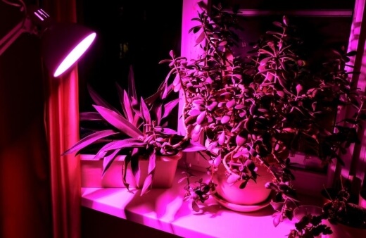 Different Types of Growing Lights