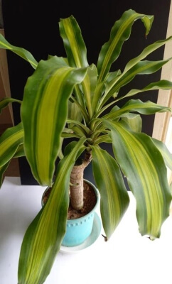 Dracaena Fragrans ‘Lindenii’ corn yellow is found on the edges of the leaves rather than through the centre