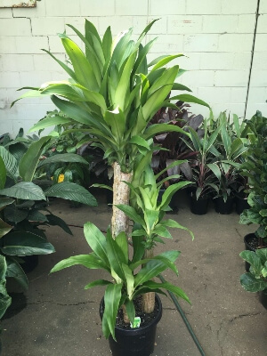 Dracaena Fragrans ‘Massangeana’ is the most common and popular cultivar, known for its corn yellow stripe that runs through the centre of each leaf