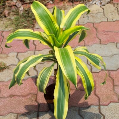 Dracaena Fragrans ‘Victoria’ is probably the most attractive cultivar as the leaf shape is neater and more compact