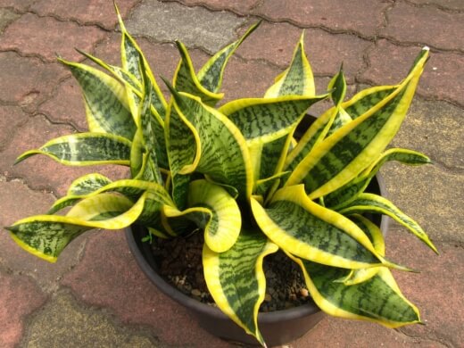 Dracaena trifasciata 'Twisted Sister' has twisted leaves striped with yellow variegated edges and grows about 38cm tall