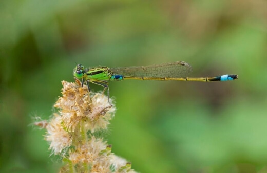 Dragonflies and Damselflies help to reduce pests in the garden before they are even in their adult form