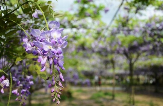Every part of Wisteria other than its hanging flowers are highly toxic