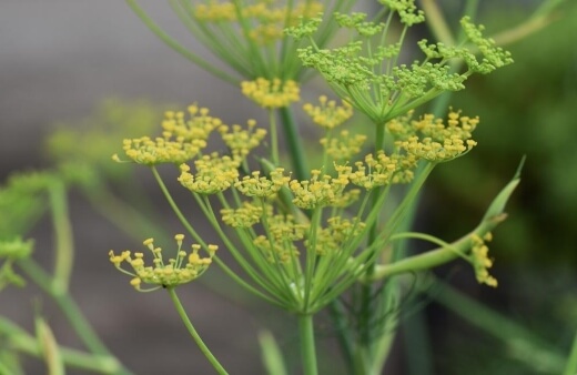 Fennel flowers are edible but don’t go very far