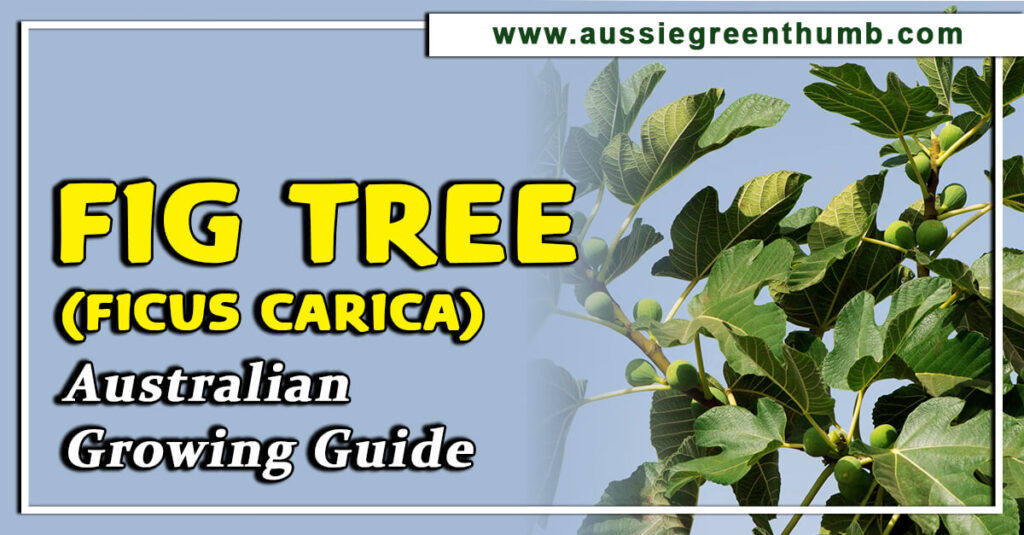 Fig tree (Ficus Carica) Australian Growing Guide