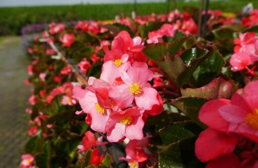 Flowers of tuberous begonias have a lemony flavour and hold their form well in salads