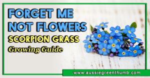 Forget Me Not Flowers Scorpion Grass Growing Guide