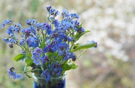 Forget Me Not flowers botanically known as Myosotis