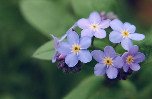 Forget me nots make for excellent potted plants
