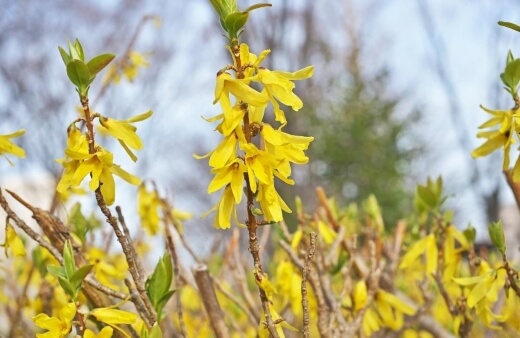 Forsythia blossoms are bitter but work well as a salad garnish in spring