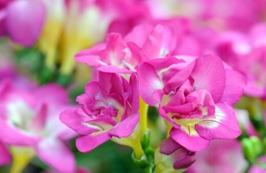 Freesia flowers have a delicate pepperiness when eaten raw and add a really spectacular pop to cakes and salads alike