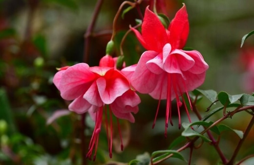 Fuchsia are edible with a sweet lemony flavour in their flowers that is subtle but worth trying