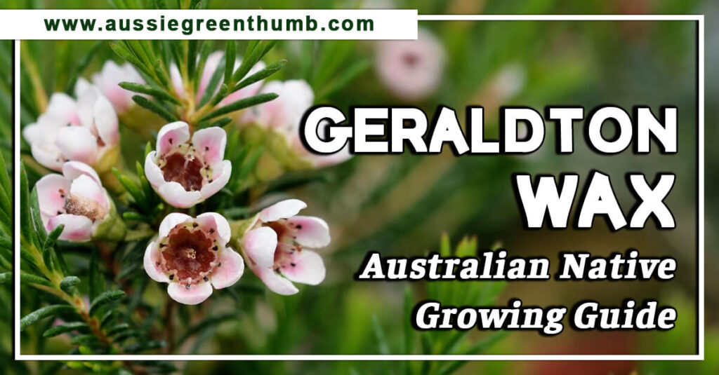 Geraldton Wax Australian Native Growing Guide