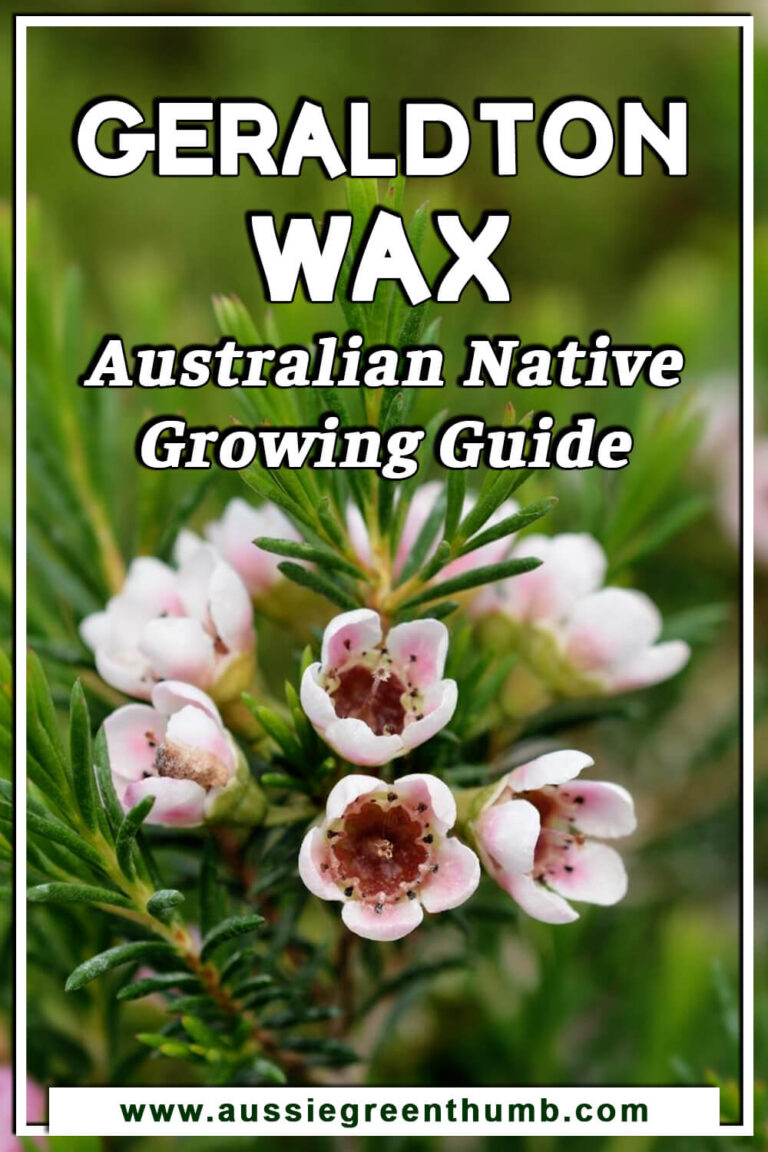 Geraldton Wax Australian Native Growing Guide AGT