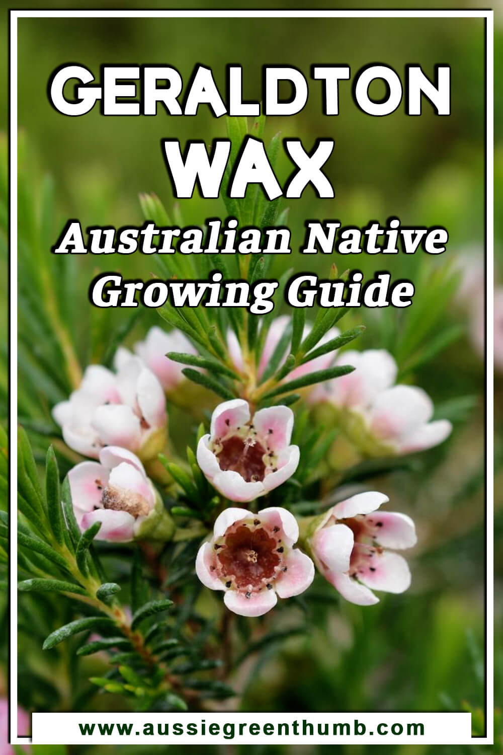 Geraldton Wax Australian Native Growing Guide