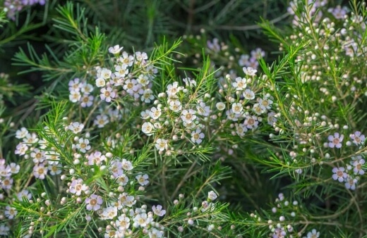 Geraldton Wax is part of the Myrtle family which contains about 3,300 species of trees and shrubs