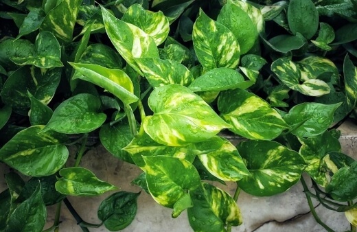 Golden Pothos are the most popular, tough and widely grown cultivar