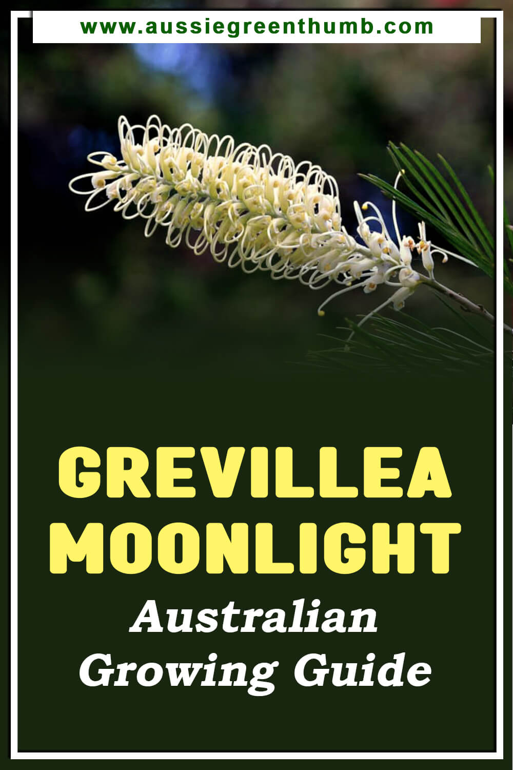 Grevillea Moonlight Australian Growing Guide