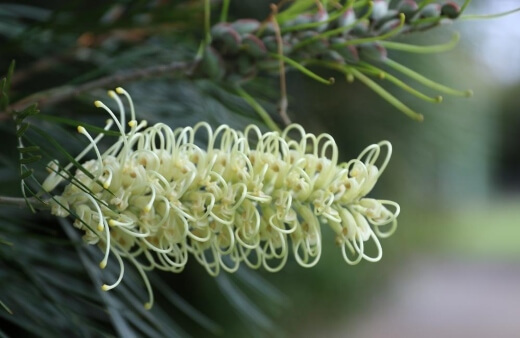 Grevillea Moonlight specifically is widely cultivated and a popular garden plant in Australia